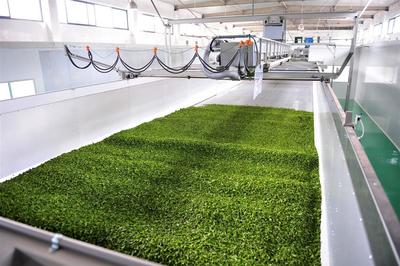 蕭氏茶業榮登中國農企500強榜單,彰顯茶業發展新高度
